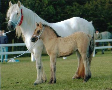 PONEI DARTMOOR